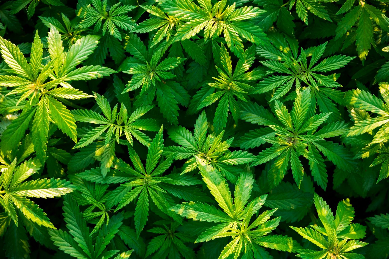Arbustes de marijuana